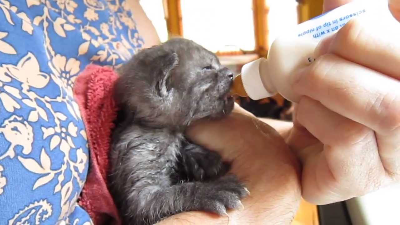 18 day old kittens