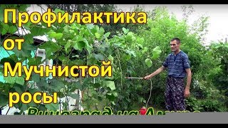 Народное средство от Мучнистой Росы #винограднаамуре