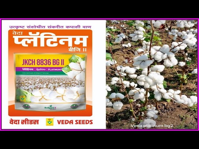 Crop BT Cotton Seed Platinum Best Yield Technology | Veda Seeds class=
