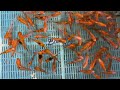 4-5" Solar Flare Shubunkin Goldfish from Blue Ridge Koi