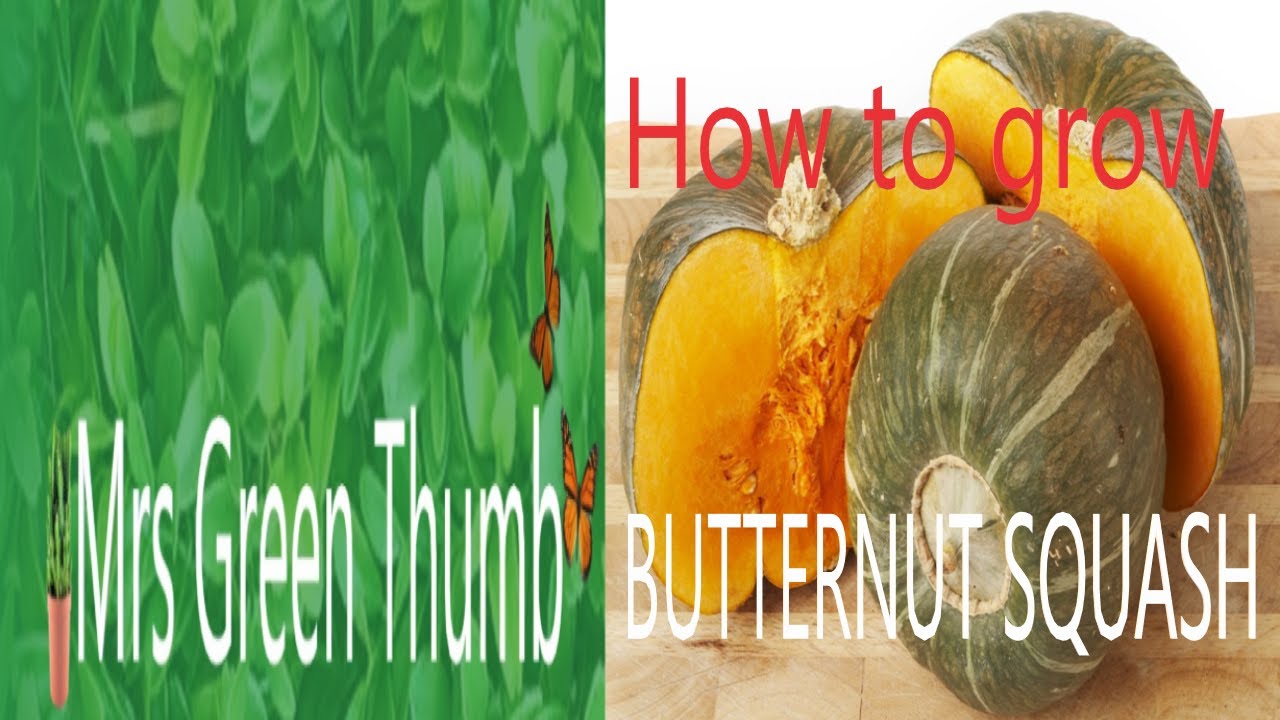 How to grow Buttercup Squash mrsgreenthumb organicgardening gardening YouTube