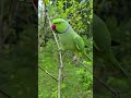parrot 🦜#birds #naturesvoice #birdsong #shorts
