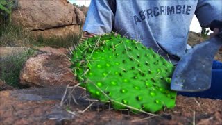 PERFECT SURVIVAL FOOD!! delicious prickly pear cactus!!! PRIMITIVE COOKING!!
