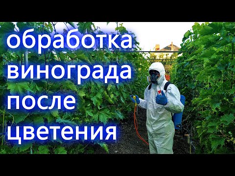 Processing of grapes after flowering in the pea stage. This is important!