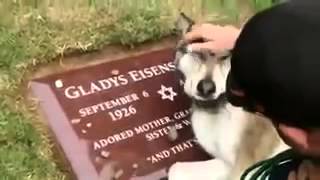 Собака плачет на могиле хозяина! Очень трогательное видео о преданности к человеку! смотреть всем! Собака плачет на могиле хозяина! Очень трогательное видео о преданности к человеку! смотреть всем!