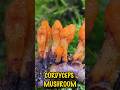 Cordyceps Mushroom Amazing Health Benefits