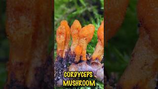 Cordyceps Mushroom Amazing Health Benefits