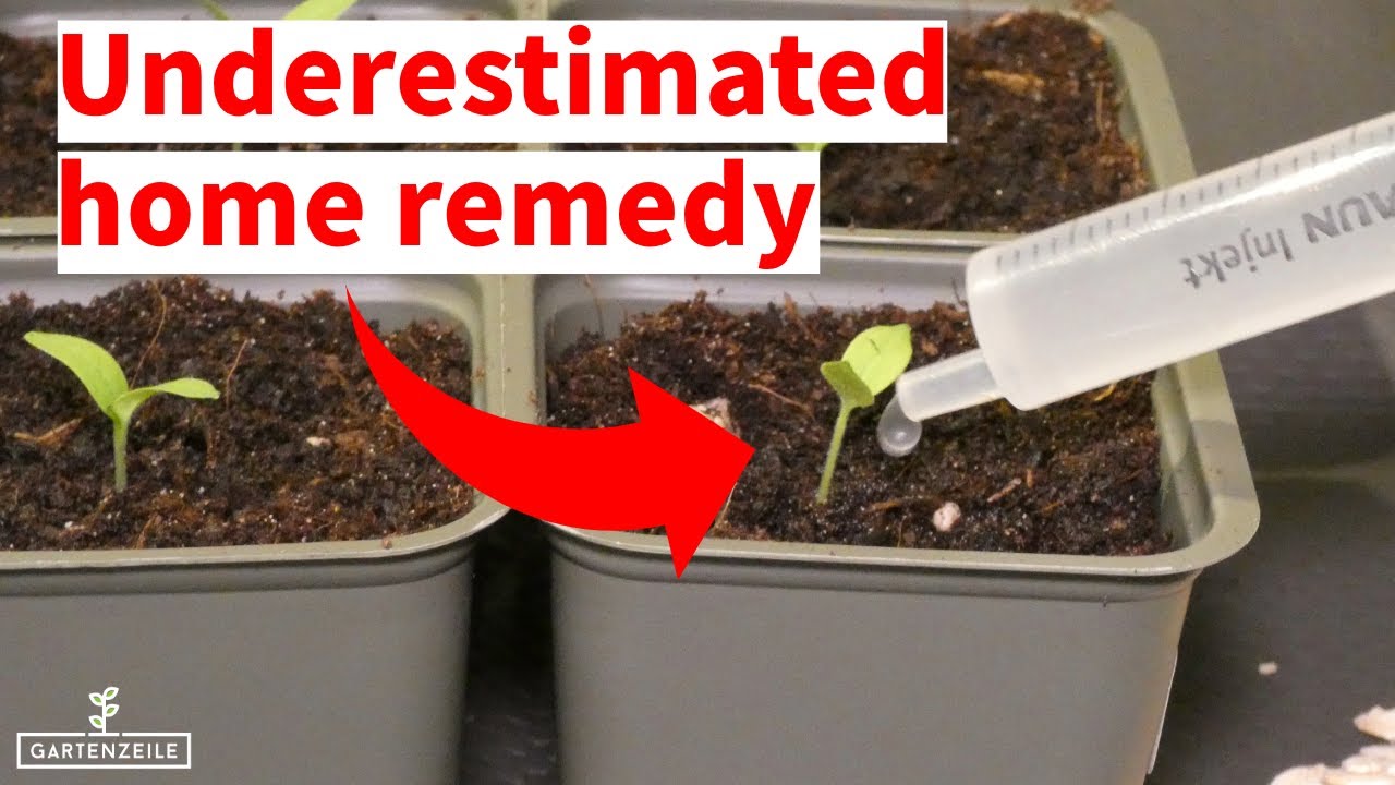 Underestimated Home Remedy - Natural Fertilizer for Strong Growth of Your Seedlings!
