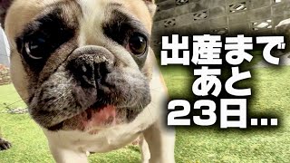 23日後にこの子はお母さんになります【初出産】