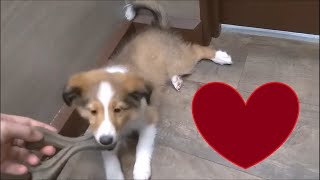 Playing With a Sheltie Puppy! @Petland