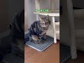 ロクジュウ…💦　　　　　　　　　　　保護猫シンとテンの物語