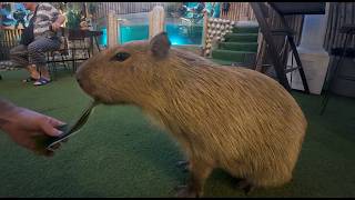 I Can't Believe This Café Is Real… Capybaras & Meerkats Everywhere!!