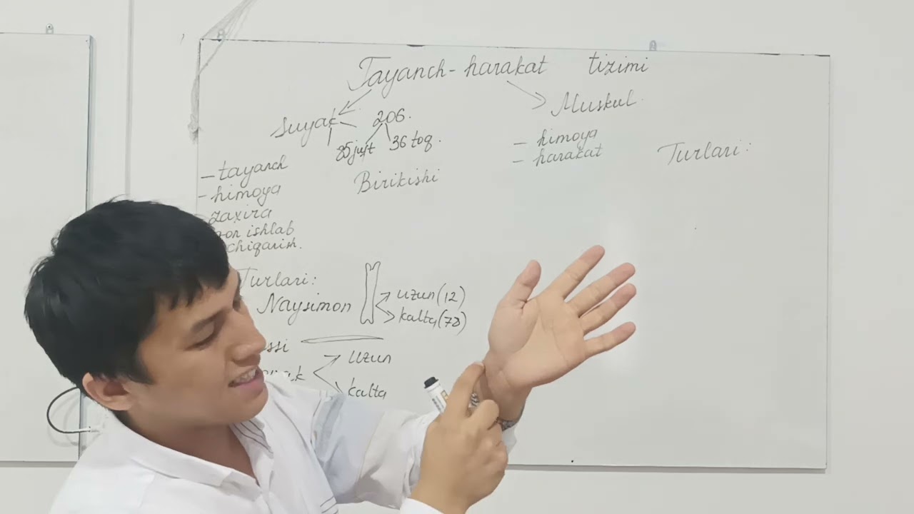 Tayanch-harakatlanish sistemasi (suyak, muskul)