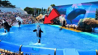 Orca Encounter SeaWorld San Diego California Full Show 2024