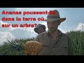 Comment sont produit les ananas