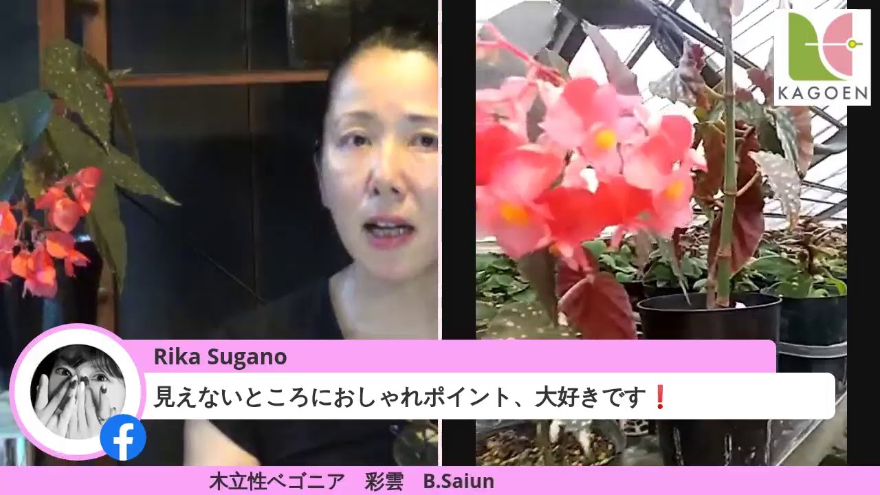 日々コレッ！ベゴニア  木立性ベゴニア 彩雲」B.Saiun - YouTube