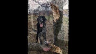 Funny dog Harley-his life :) by Harley and Loa Bark Badges 5,229 views 8 years ago 1 minute, 42 seconds