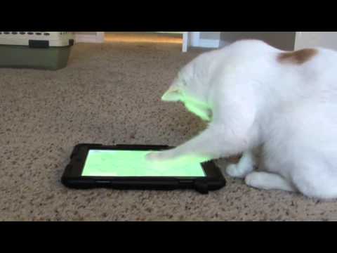 Bug the kitty plays with the iPad