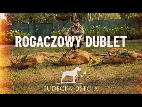 ROGACZOWY DUBLET. Polowanie na sarny. Hunting in Poland. Ruja wabienie myłkus. Hunt Jagd