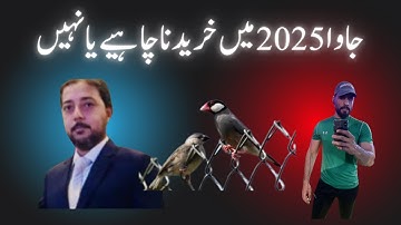 Java Sparrow Seed mix, Fawn Java , Java Sparrow , Java Finch , Lovebird , White Java , Silver Java