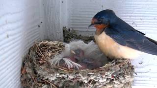 Baby Barn Swallows - Day 2