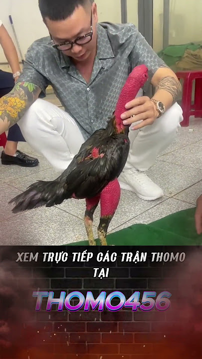 VUA GÀ ĐÒN MIỀN BẮC