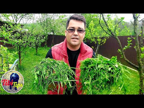 Видео: Леспедезагийн хогийн ургамлыг устгах нийтлэг арга - Леспедезаг зүлгэн дээрээс зайлуулах