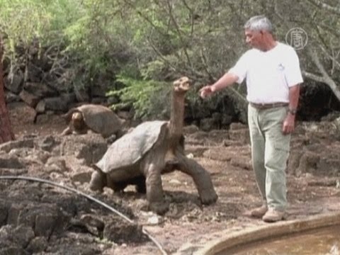 Видео: Черепаха Ноэль доказывает, что инвалиды выживают в дикой природе