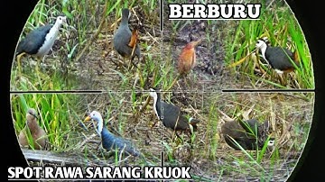 BERBURU SPOT RAWA EMANG SARANGNYA RUAK RUAK DAN TEKUKUR || KALTENG || BORNEO