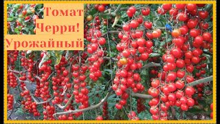 СУПЕР УРОЖАЙНЫЙ ТОМАТ ЧЕРРИ ЭЛИЗАБЕТ !ЛУЧШИЕ ТОМАТЫ СЕЗОНА!