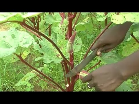 Vidéo: Récolte du gombo : quand et comment cueillir le gombo