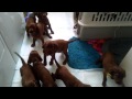 Herding a litter of 10 Irish Setter puppies