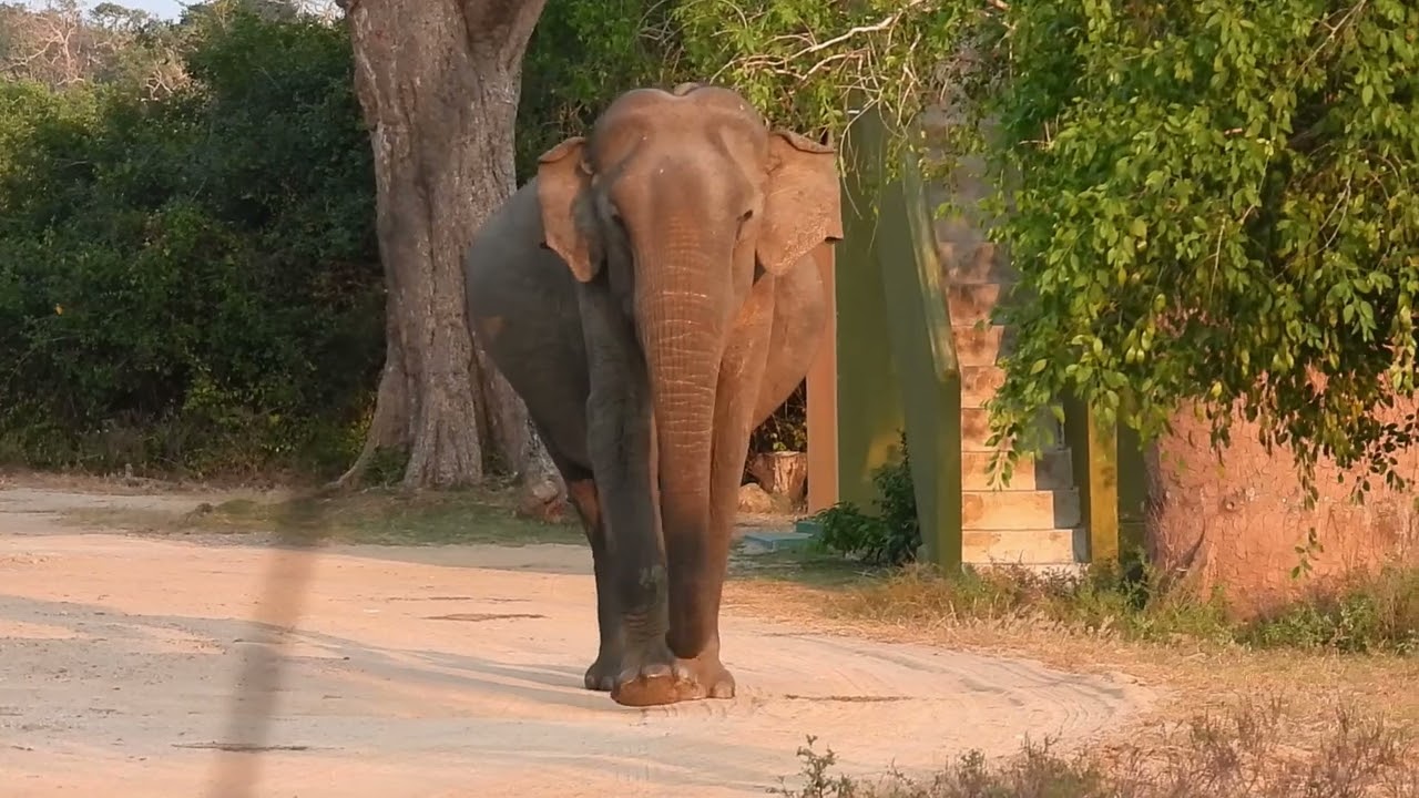 Kumana National Park 009 | Elephant Walks Towards the Safari Jeep