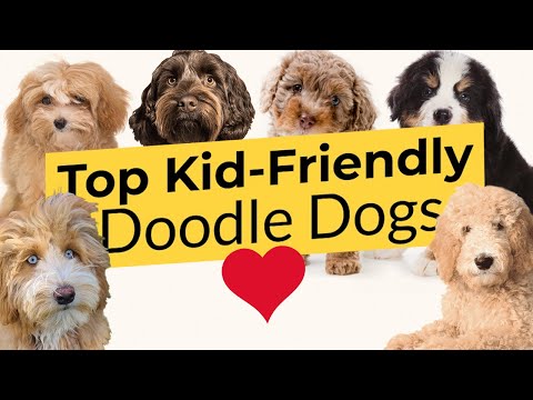 What Is The Best Doodle