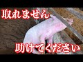子豚も挟まります