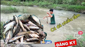 Công việc hằng ngày và Thả lưới bắt cá đá Cái kết #Đinh văn lơng Channel81