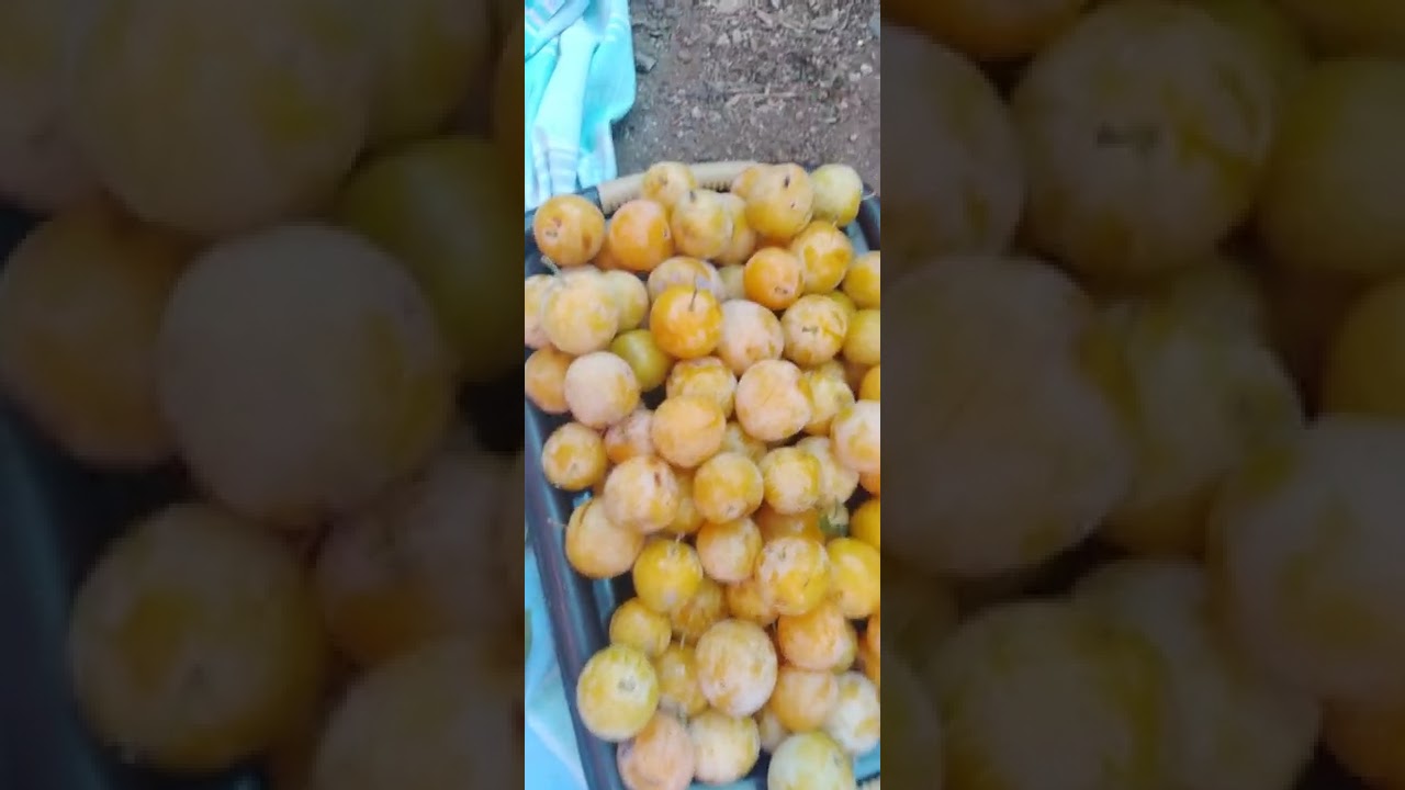 نوع،البرقوق،الذهبي ممتاز