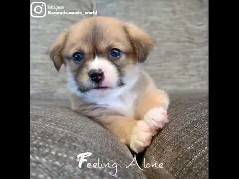 Feeling alone,☹️ little cute dog 🐕sad💔 WhatsApp status🙁 - YouTube