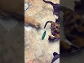 #cat #cattok #catsoftiktok