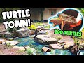 *200 TURTLES* in 1 AWESOME Turtle Haven!