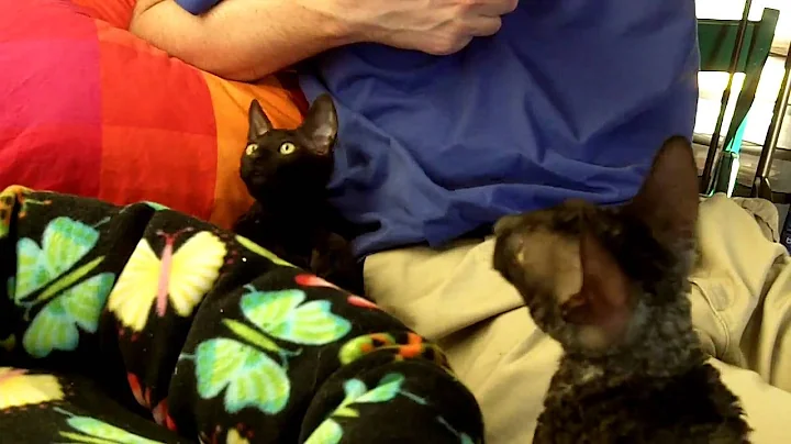 Watch the video about Cornish Rex Kittens Grooming