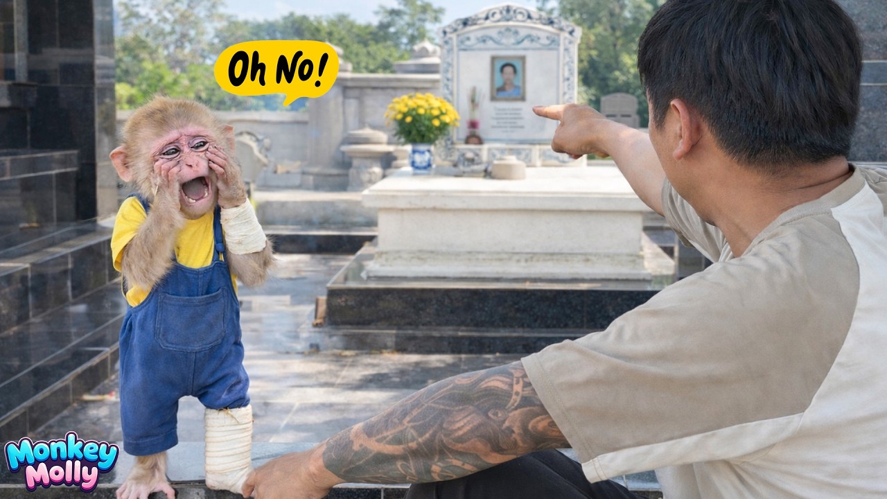 Heartfelt Moment: Monkey Molly Visits Dad’s Late Mother for the First Time