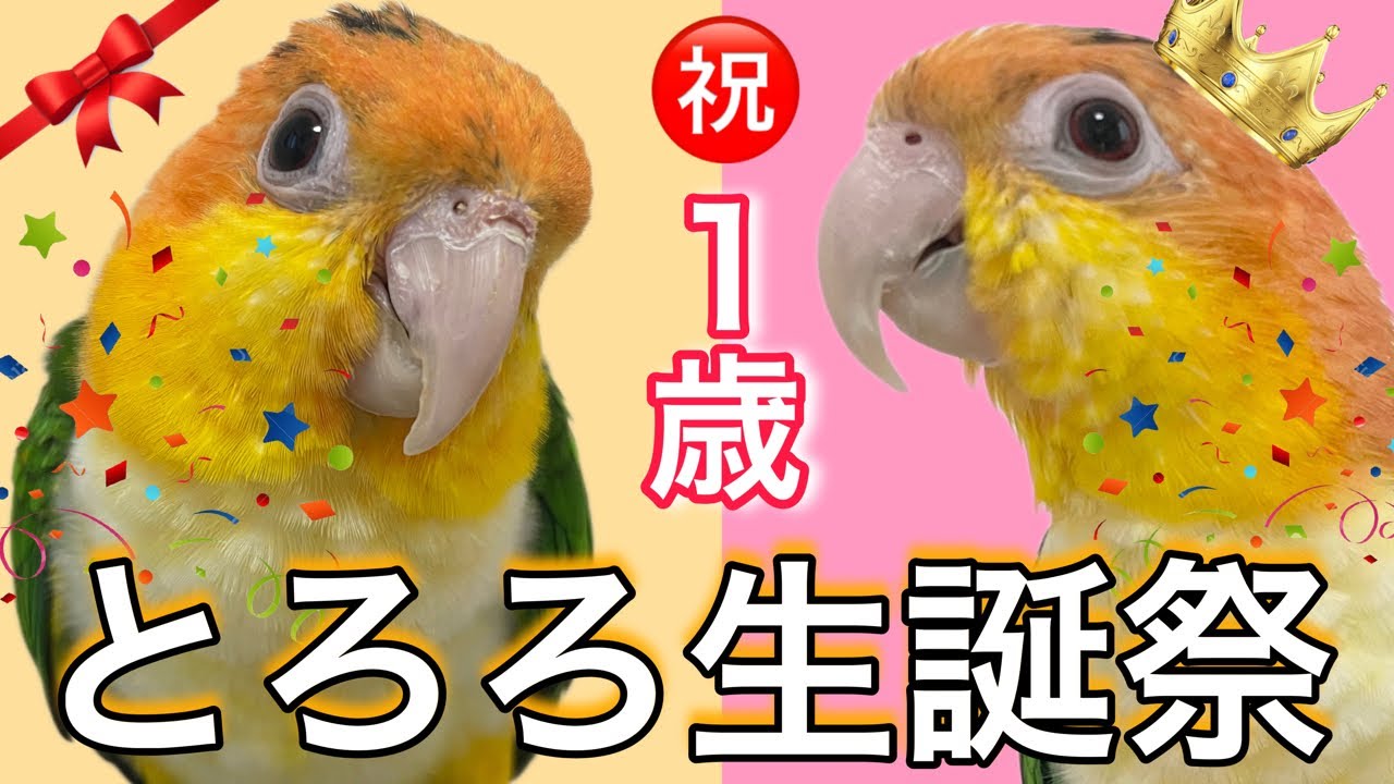 祝】とろろ1歳生誕祭！♡後半は絶品クッキーも！！ - YouTube