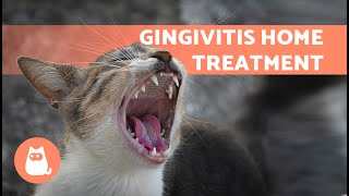 4 Home Remedies For Gingivitis In Cats Treatment For Gum Inflammation