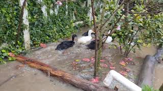 Flooded backyard and ducks