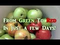 How to Quick Ripen Green Tomatoes!