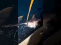 ルアー投げてコレ釣れたんだけど…買一送一(おまけ)ってコト!?ww