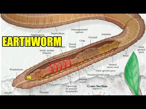 State Board | 10th Class Biology | Biology- Reproductive System in