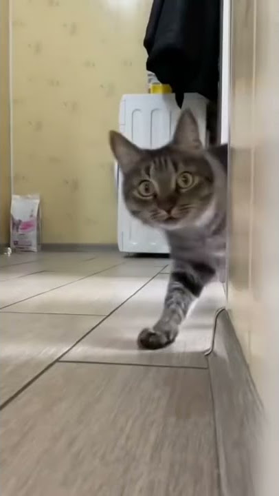 Kucing Ngintip lucu #shorts #cat #kucinglucu