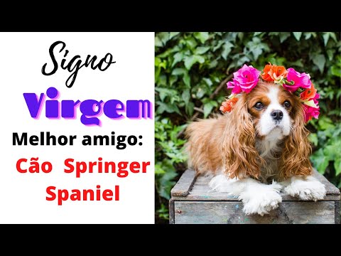 Vídeo: Spaniel De Brinquedo Inglês Da Raça De Cães Hipoalergênicos, De Saúde E De Longevidade